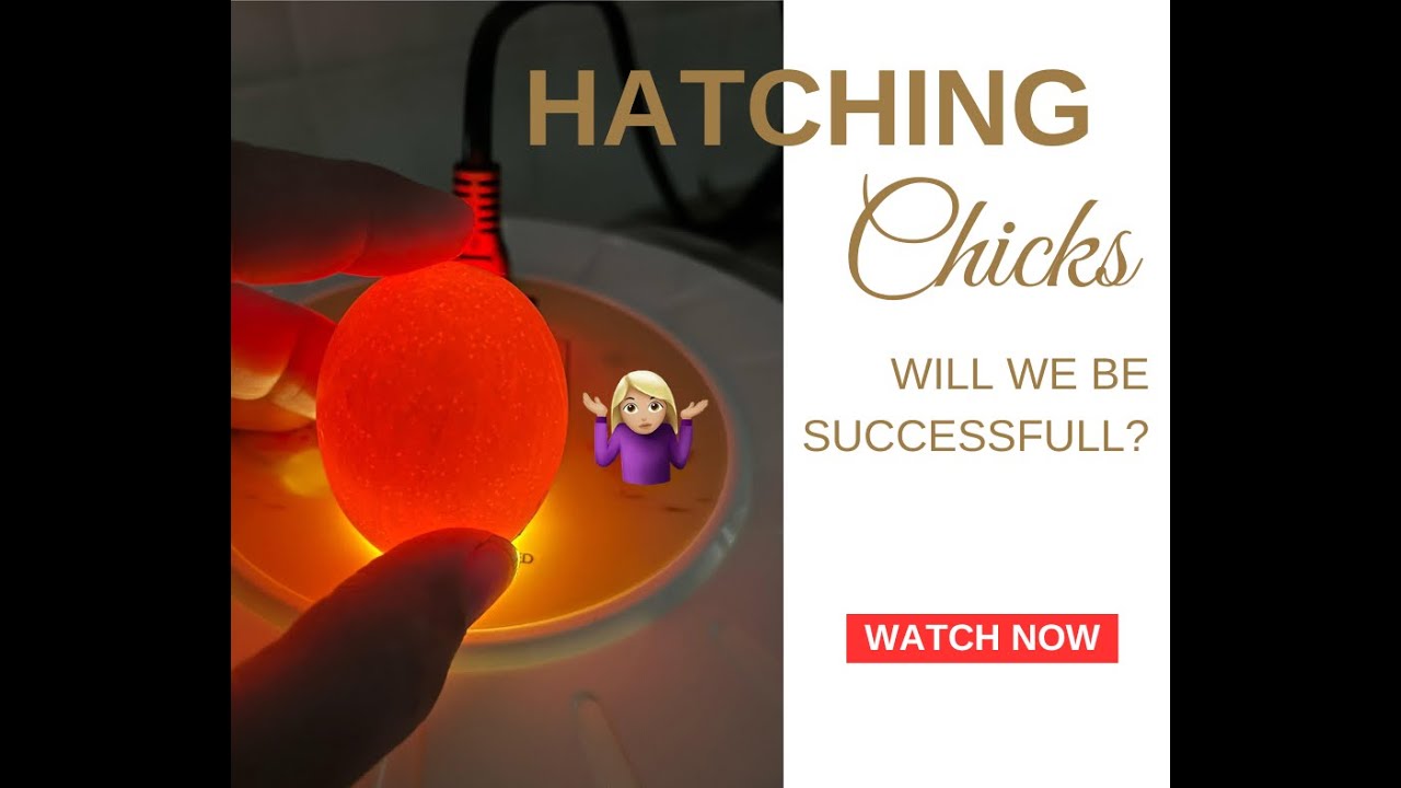 First Time Hatching Eggs, Dry Hatch Method, Will We Be Successful?