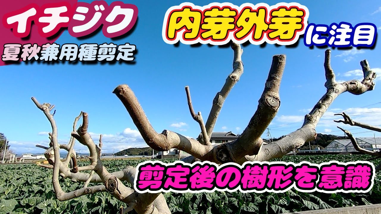 イチジクの剪定　樹形や収穫を意識して【無農薬・有機栽培】
