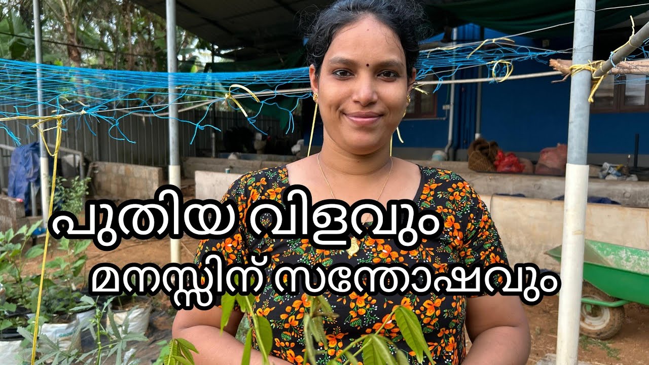മനസ്സുകൊണ്ട് വലിയ വിളവ് # village agriculture # life#miyafarmkitchen vlog 