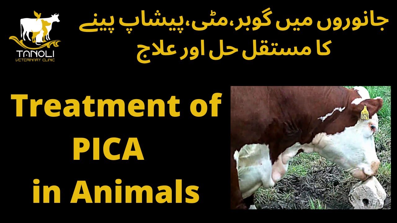 Pica in Animals Treatment||جانوروں میں گوبر،مٹی،پیشاپ پینے کا مستقل حل اور علاج||Tanoli Vet Clinic