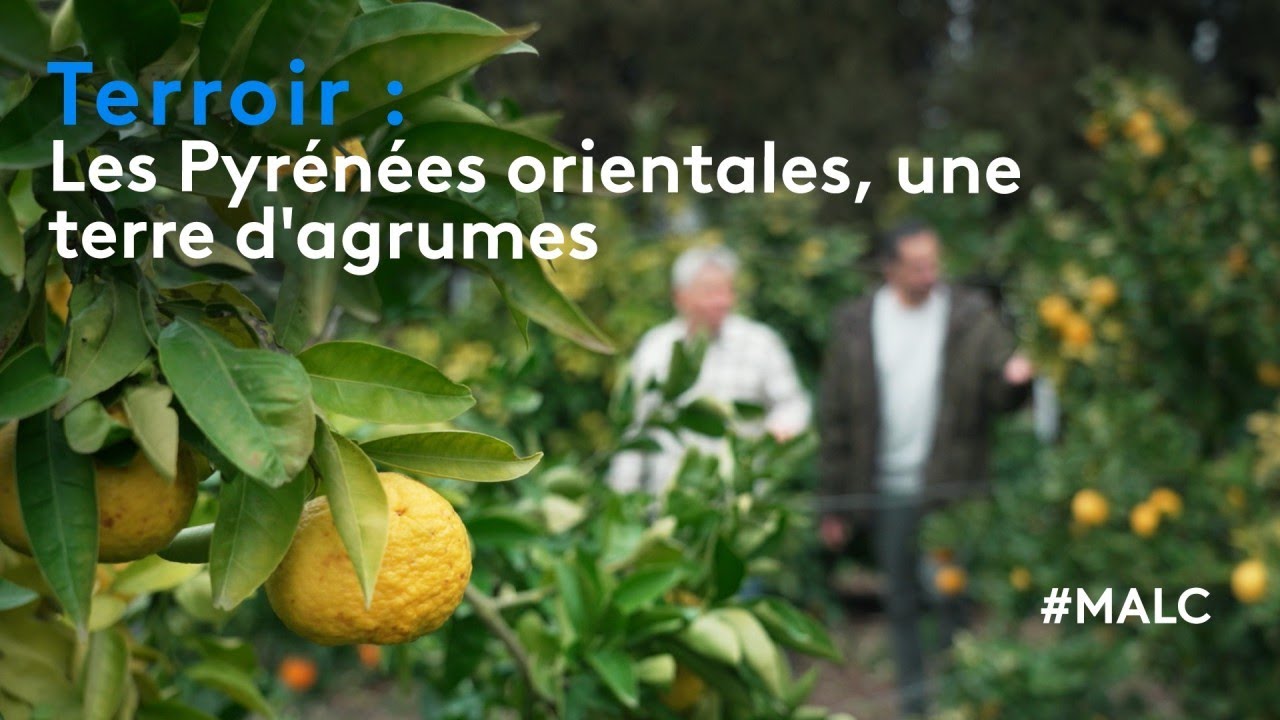 Terroir : Les Pyrénées orientales, une terre d'agrumes