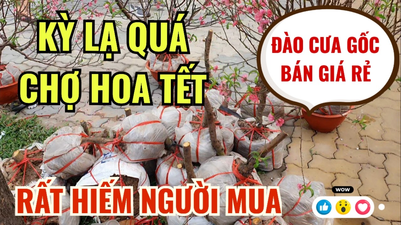 RỒI XONG CHỢ HOA TẾT CÔNG VIÊN 23/9 | ĐÀO CƯA GỐC BÁN RẺ CHO MAU HẾT HOA TẾT ĐẦY NHÓC ÍT NGƯỜI MUA