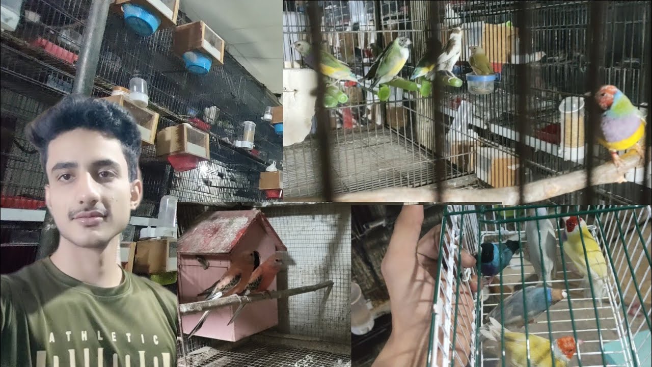 How to care your birds in out of season||ALHAMDULILLAH more new surprise 😍||.