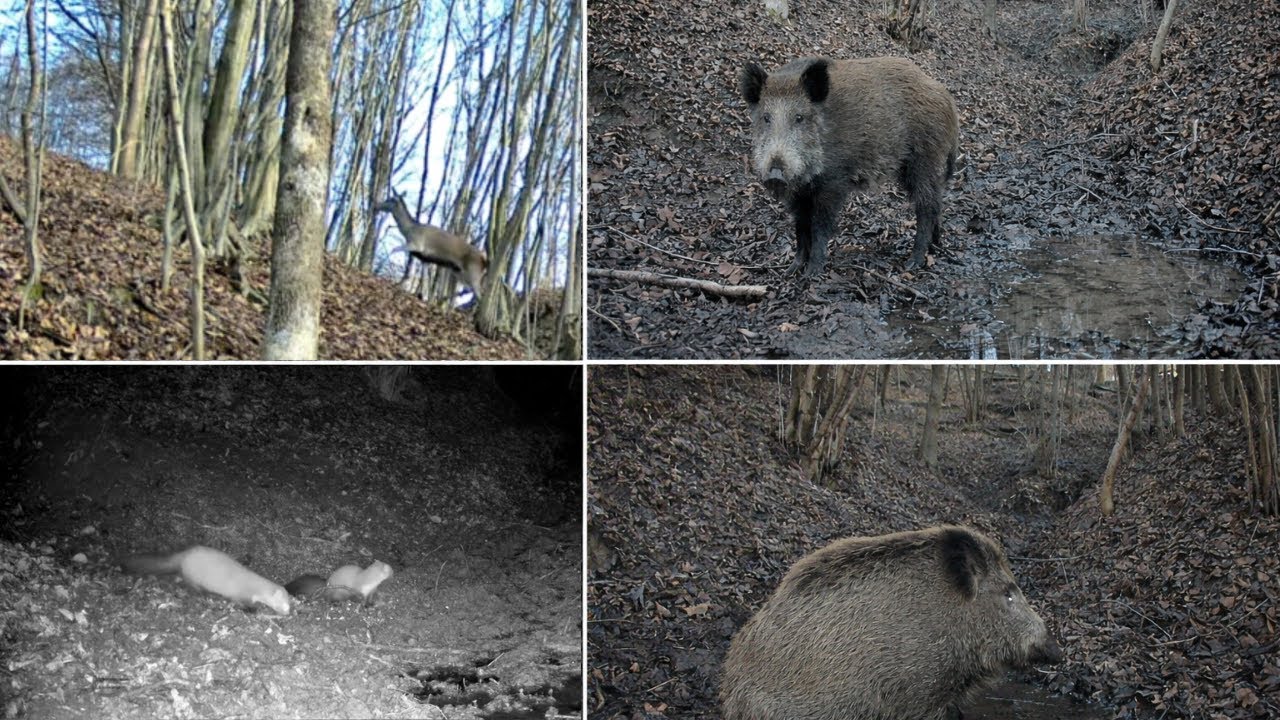 Miesiąc na żywo w 3 minuty. Przyroda Polski