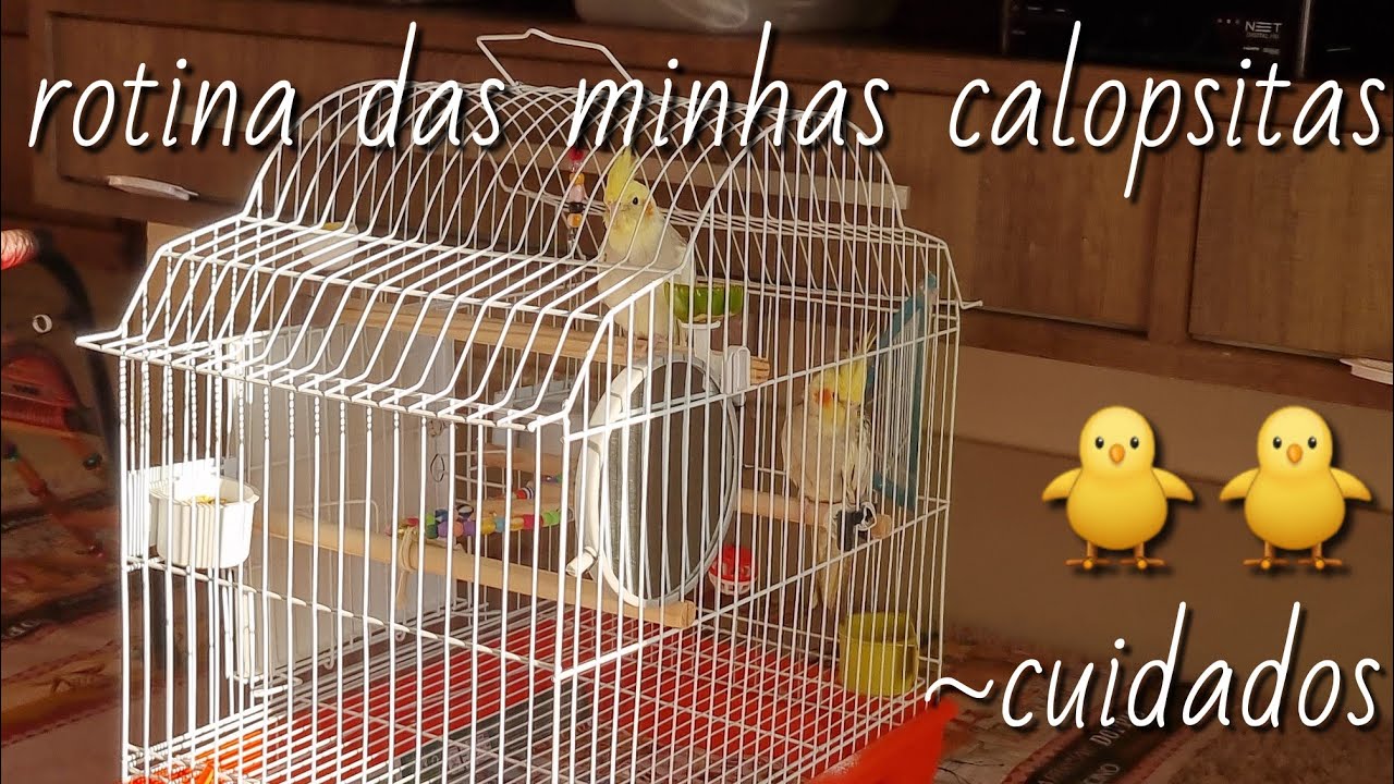 Rotina de Cuidados com minhas Calopsitas🐥❤️‍🩹!!