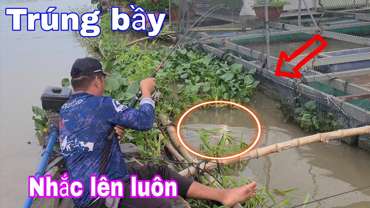 QUÁ ĐÃ, CÂU CÁ ĂN TẾT TRÚNG BẦY CÁ HAM MỒI, HỘI NGỘ CÙNG BI ĐEN..!