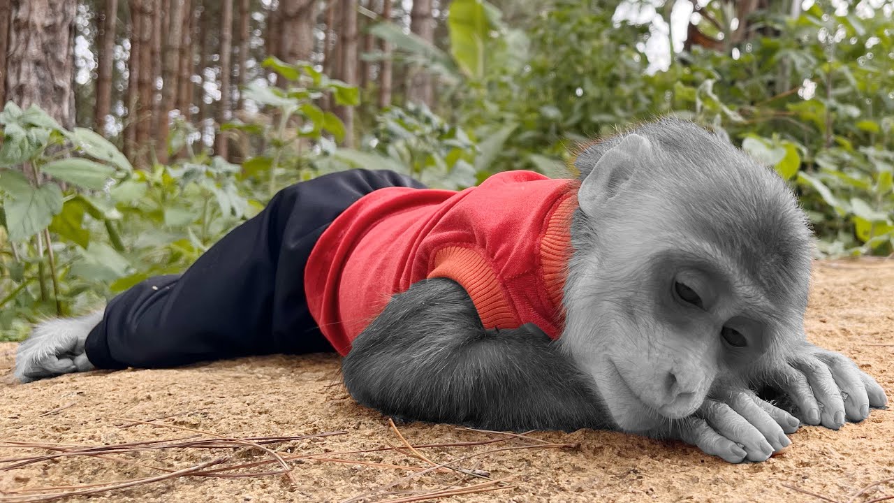 A Sad Story🐵 Max cry heartbroken looking for lost dog Bo