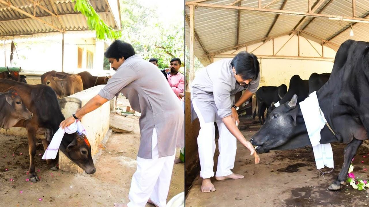Pawan Kalyan Feeding Calves In His Farm House | Pawan Kalyan Latest Video | Qubetv News