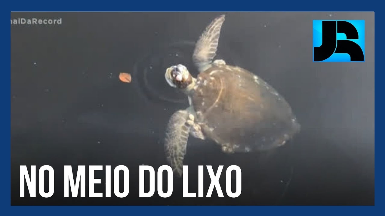 Sem despoluição, espécies marinhas da Baía de Guanabara são ameaçadas de extinção