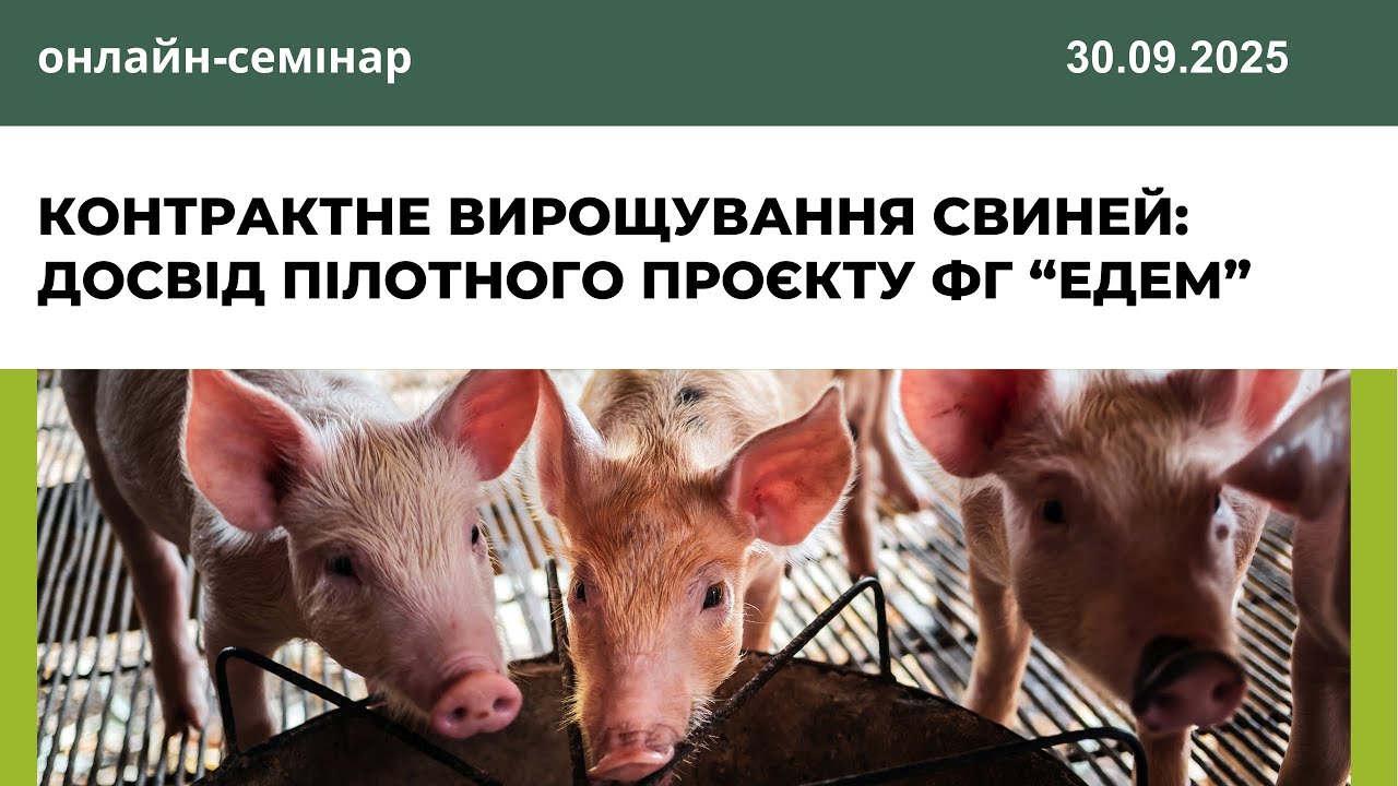 Контрактне вирощування свиней: досвід пілотного проєкту ФГ “Едем”