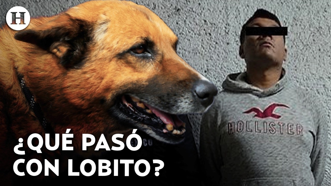 ¡Hasta 6 años en la cárcel! Esta podría ser la sentencia de Anthony “N” por maltrato de Lobito