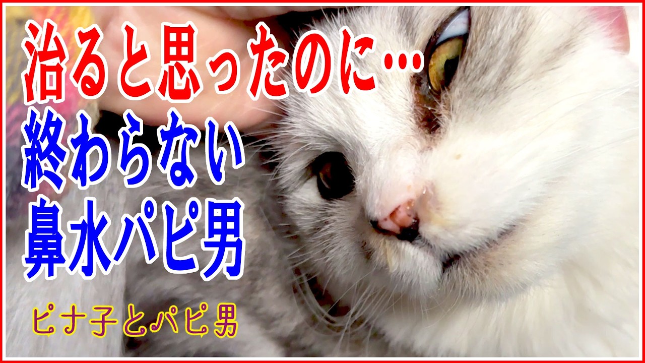 【ピナ子とパピ男】改善してたのに！鼻水猫パピ男の治療は終わらない #猫動画 #CAT #猫のいる暮らし