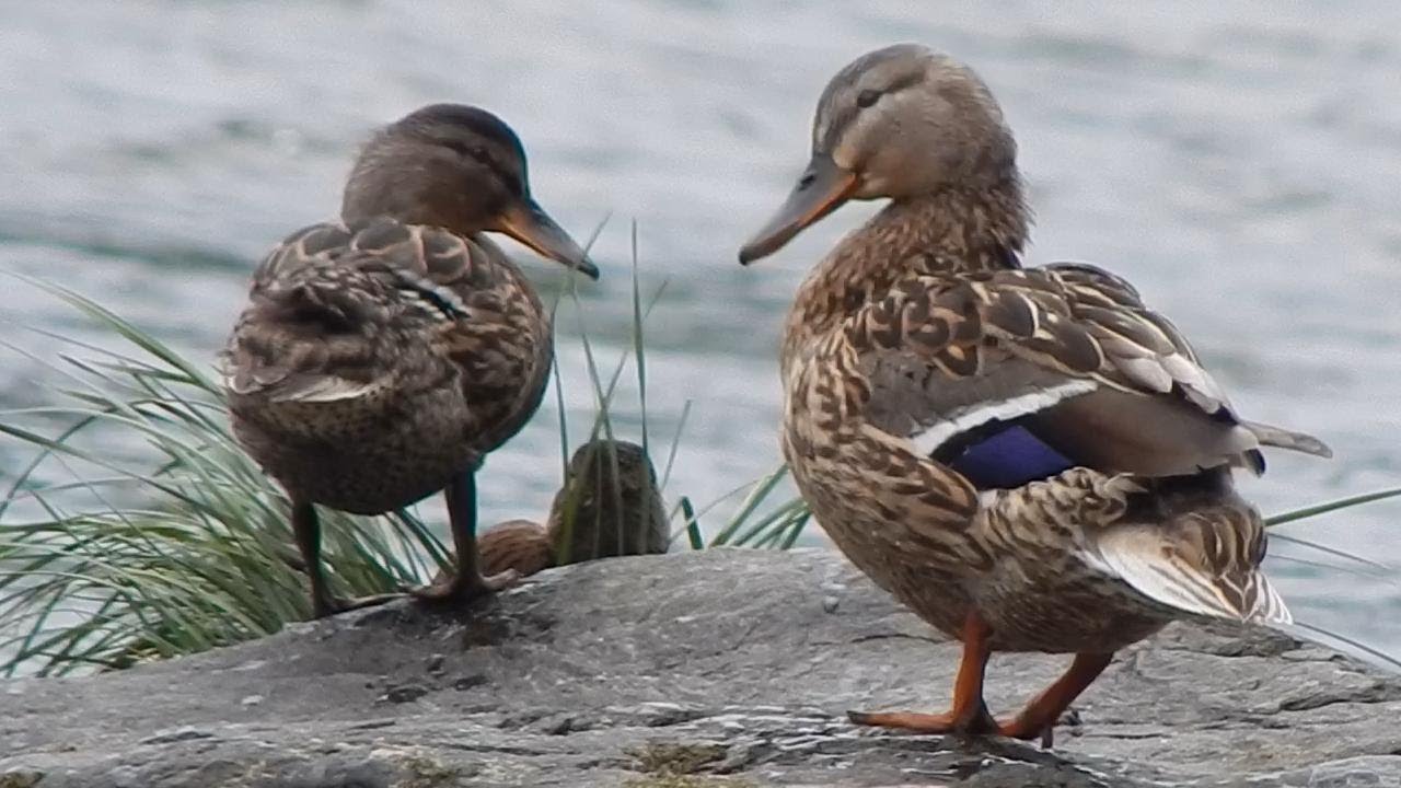 Mallard Ducklings (40 days old) growing perceiveably when you don't see them every day