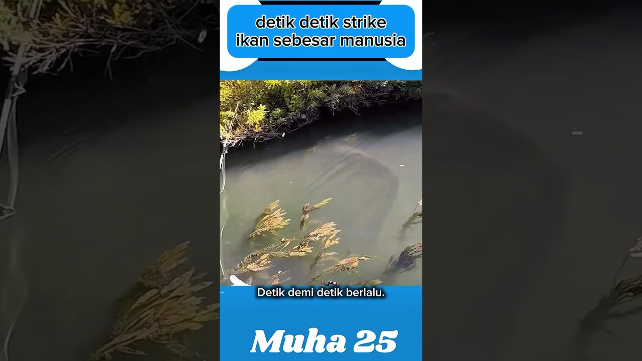 DETIK DETIK STRIKE IKAN MONSTER #shorts