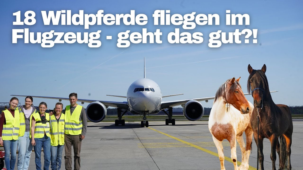 Ein Pferdeimport von den USA nach Deutschland - und das mit amerikanischen Mustangs😳
