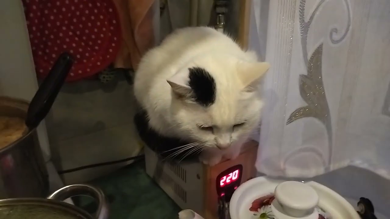 Cat Ate Tasty Meat and Satisfied Licks