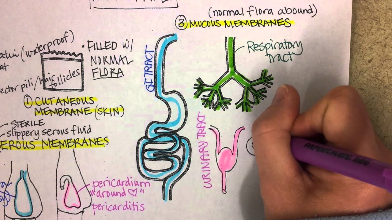 Body Membranes
