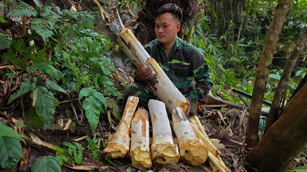 The CEO left the city and went into the forest, harvesting wild palm trees to sell at the market.