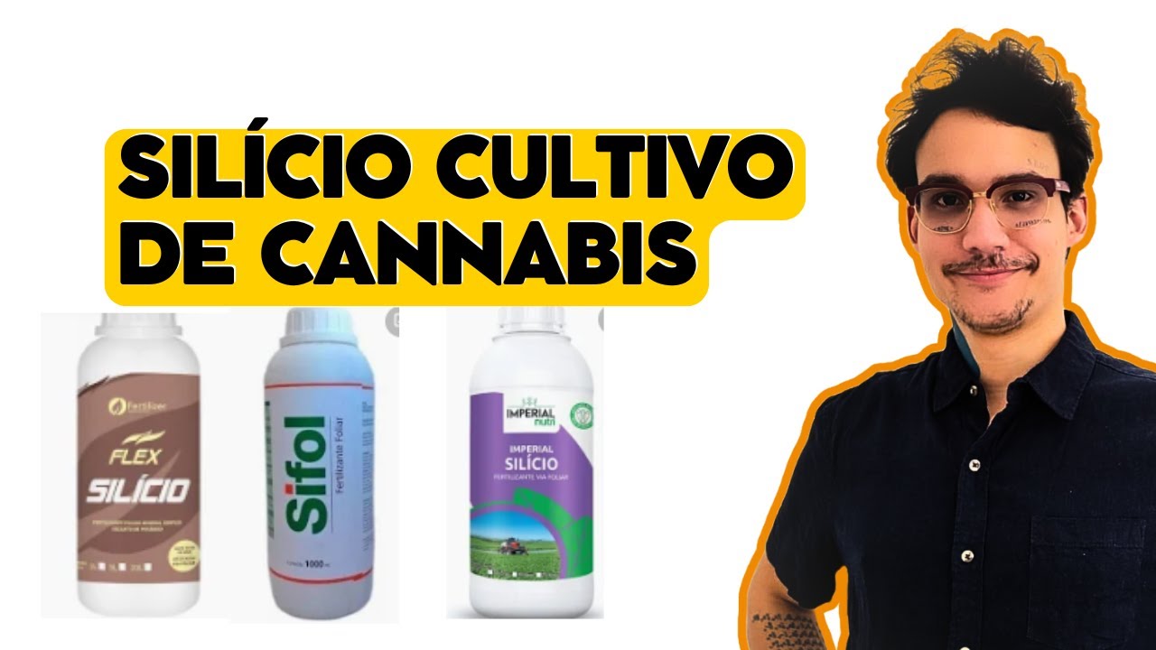 SILICIO: CULTIVO DE CANNABIS - MUITO BOM!