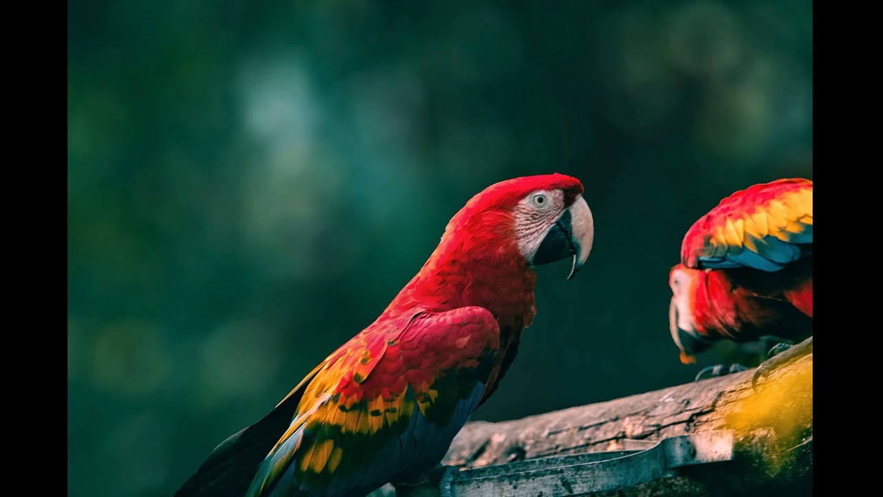 Anchored in the Rainforest: Mindfulness Meditation