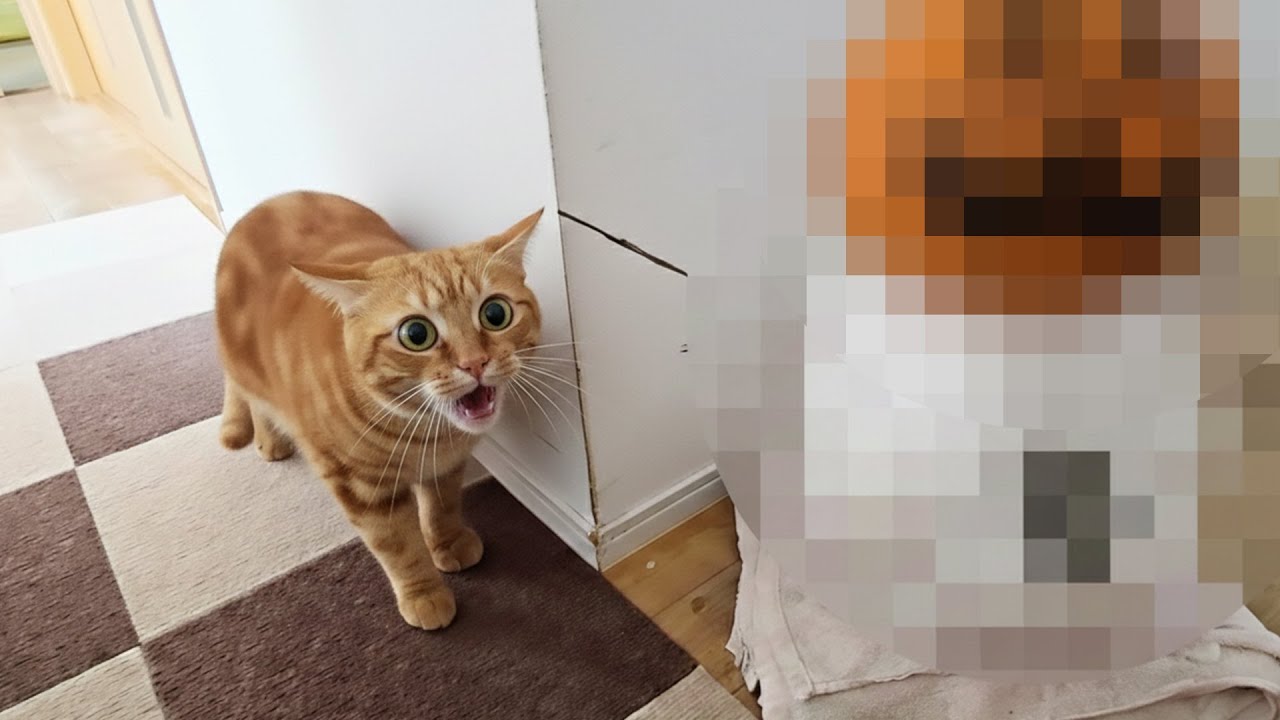 生まれて初めて雪だるまを見た子猫はこうなりました...