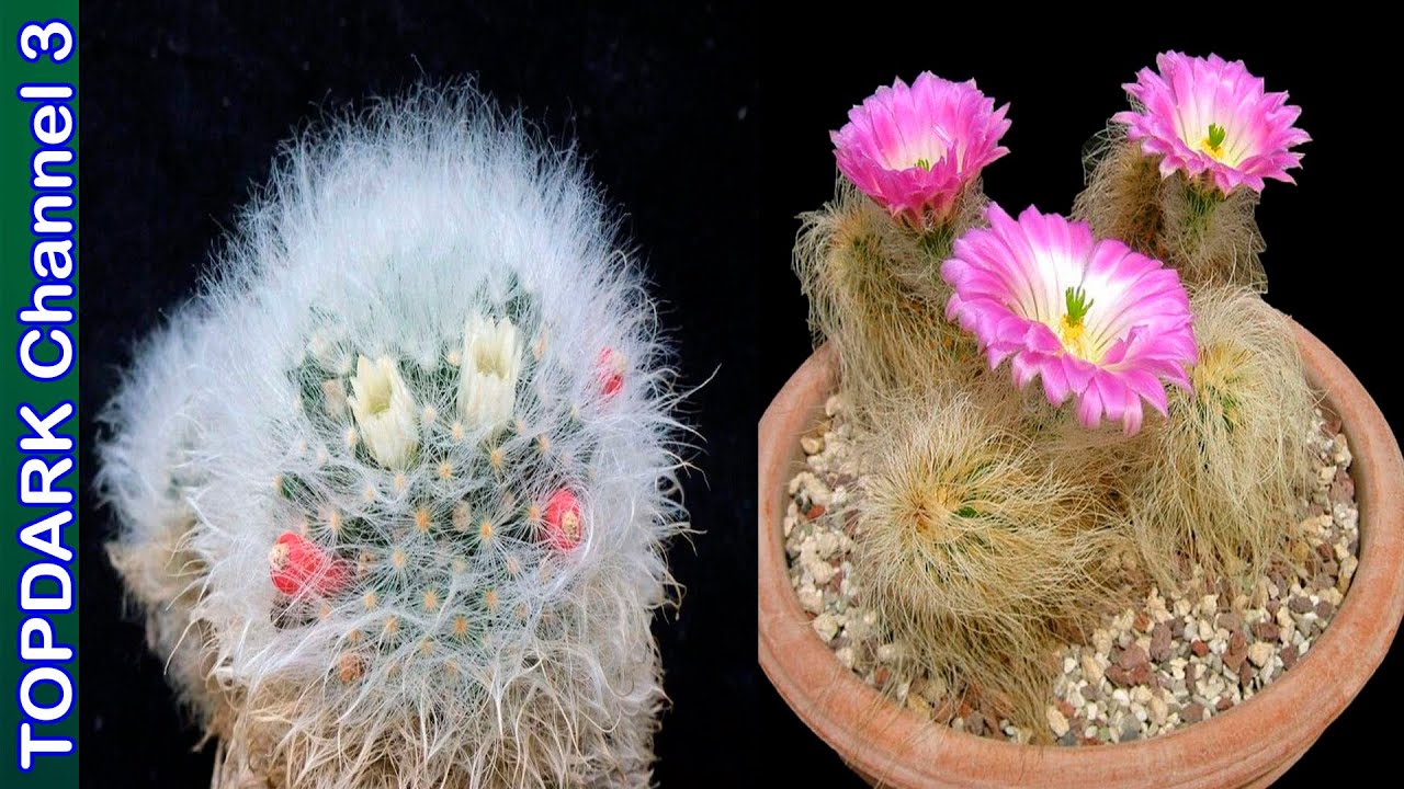 12 Cactus con Pelos mas Fascinantes del Mundo