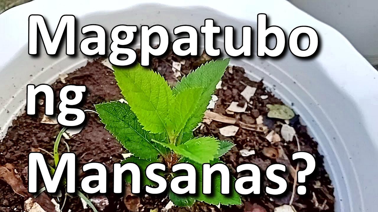 PAANO MAGPATUBO NG MANSANAS SA PINAS? | Apple Planting