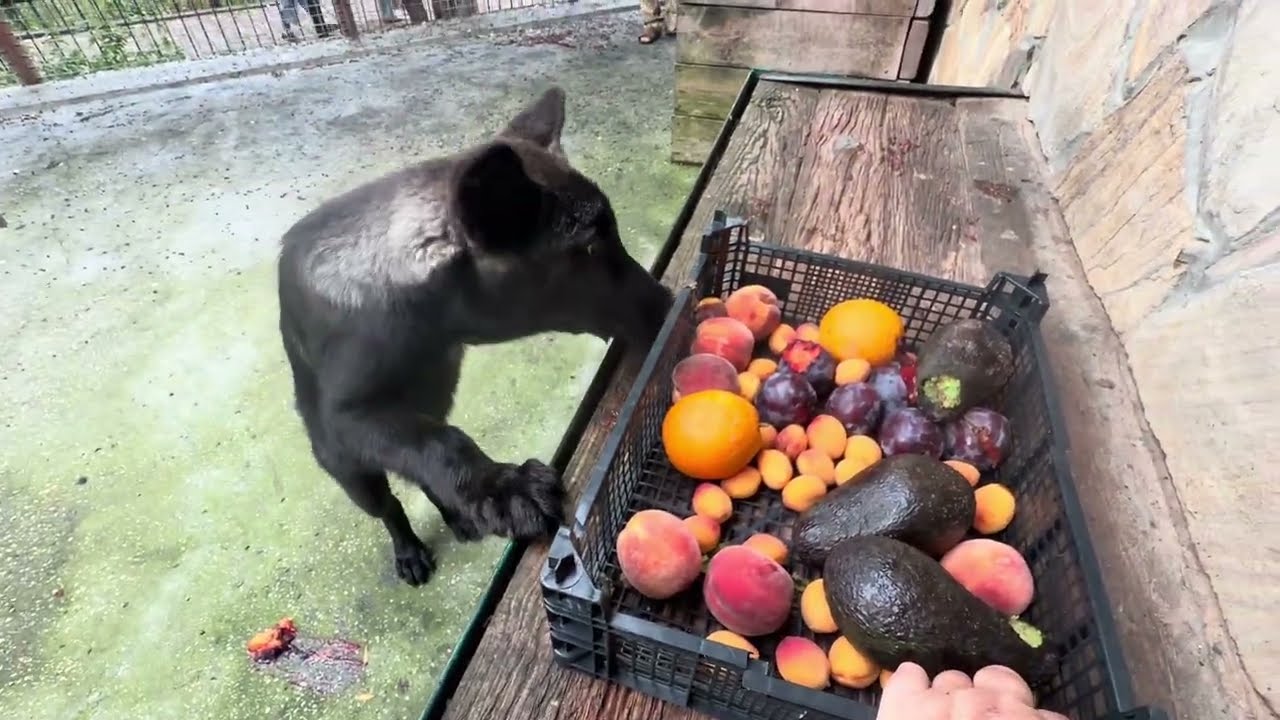 Просто СМЕХ! Николь не хочет делиться с волками вкусняшками, а Варя ЛЮБИТ СЛИВЫ❤️❤️❤️