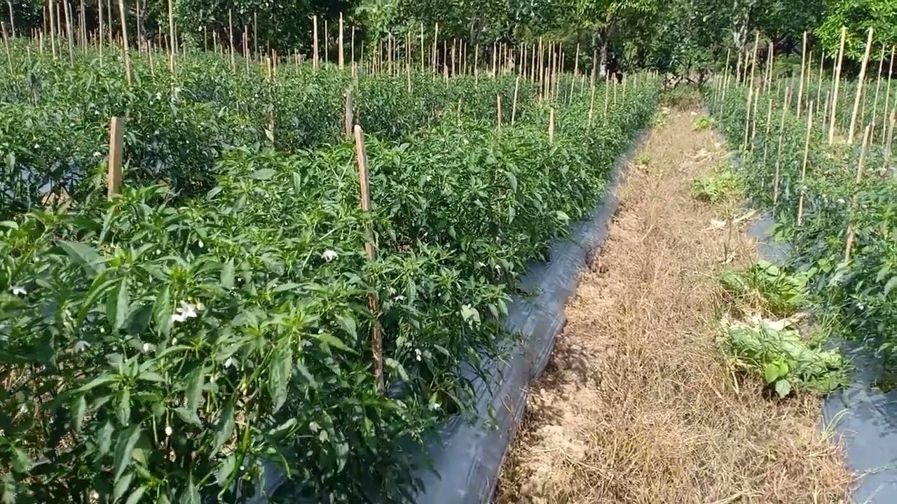 Herbisida untuk rumput lulangan 