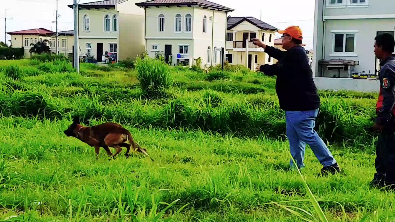 SUPERDOG SASHA TOC#1 MANALO K9