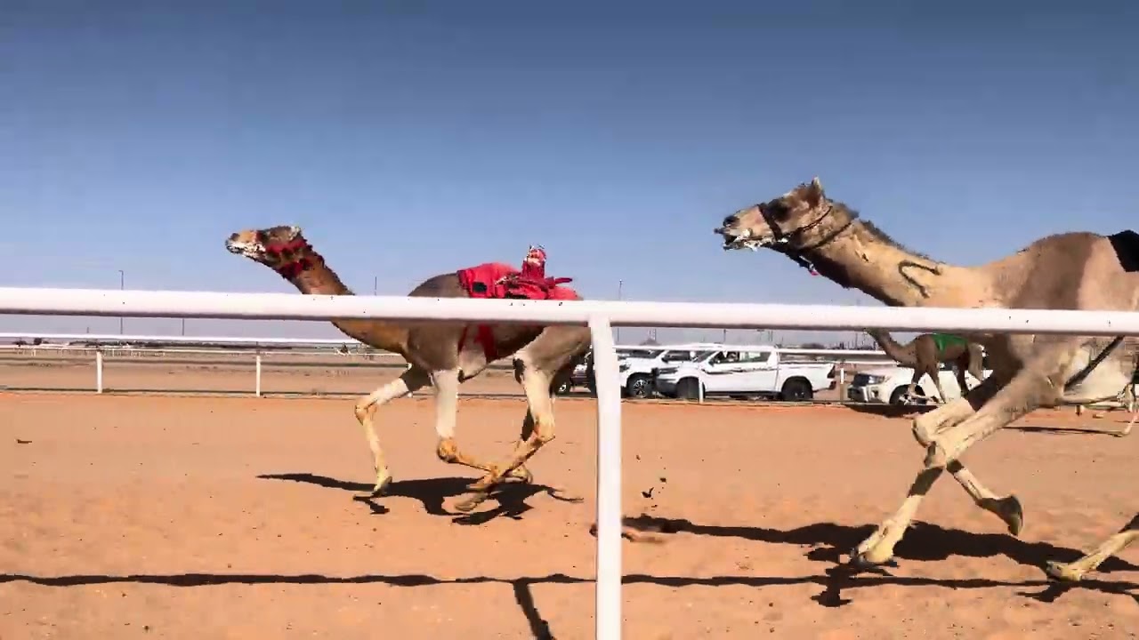 ش 5 بكار  جذاع شواهين ل عايد ذايد عيدالشمري 