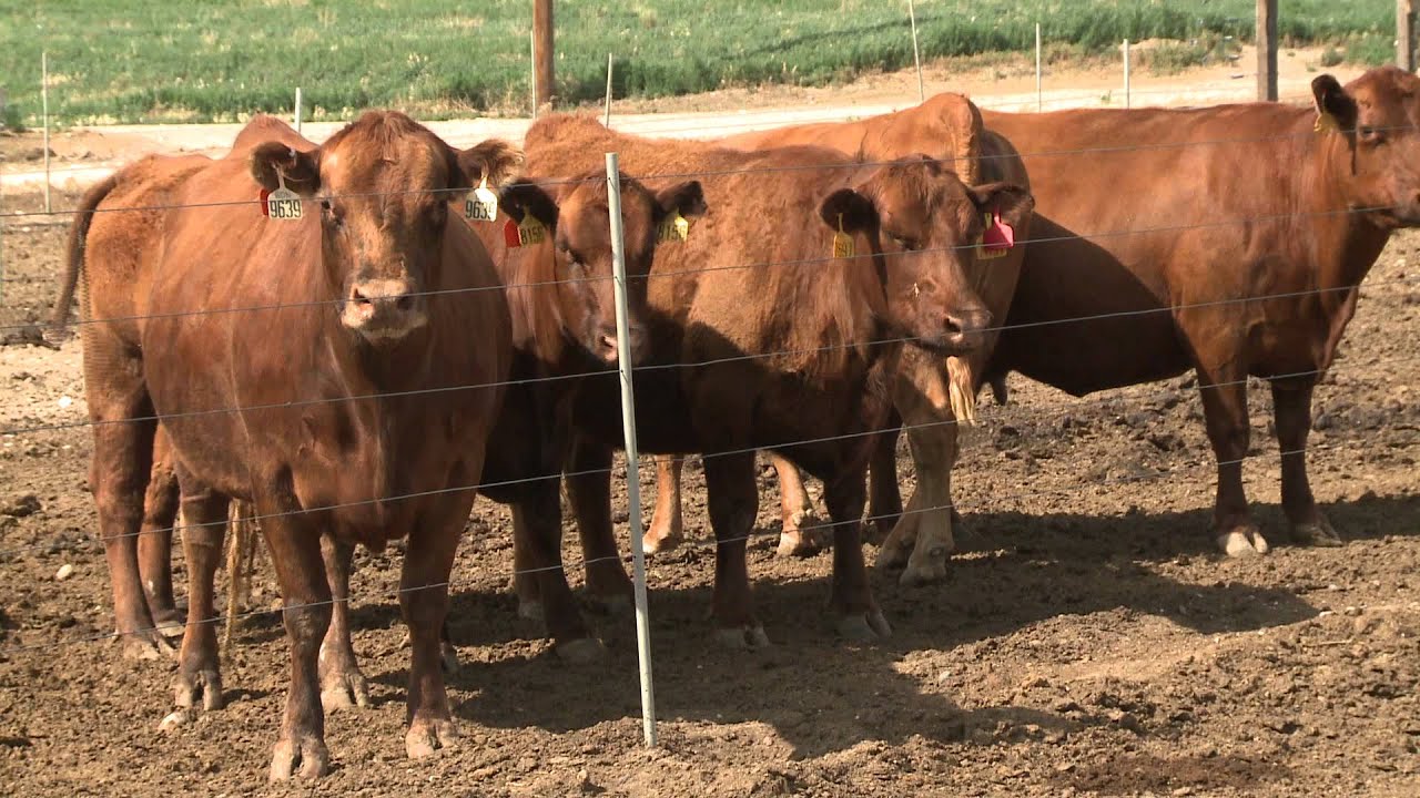 Feeding Cows in Confinement - Karla Jenkins - July 5, 2013