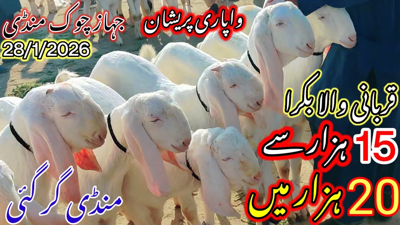January 28, 2026 dera ghazi khan mandi doob gai  اخر کار حالات منڈی ٹاؤن rate 15 سے 20 ہزار میں 