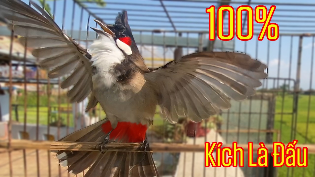 Chào Mào Kích Bổi Tăng Độ Lửa  - Dùng Luyện GiọngChào Mào Hót Đấu - Chào Mào Kích Trống Hót,căng lửa