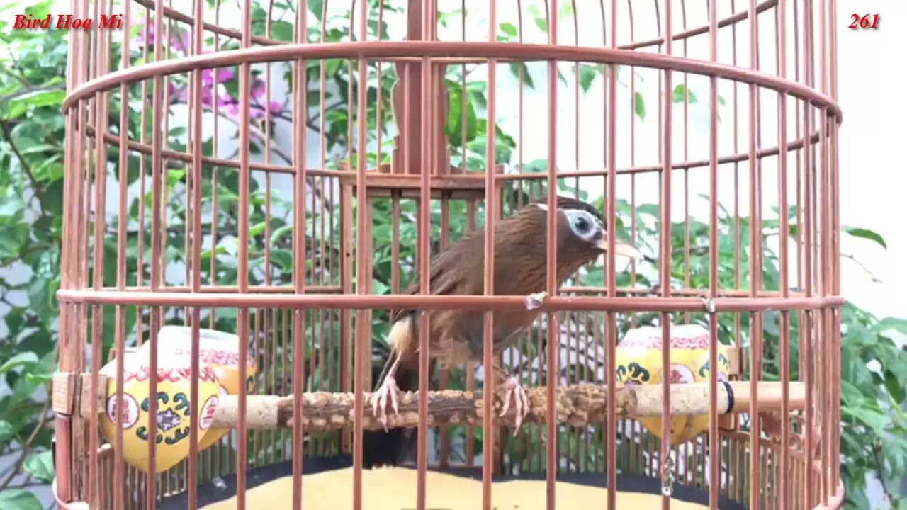 Hoạ Mi Hót Xung Căng Mau Mỏ Hót Sáng Hay Cuối Năm
