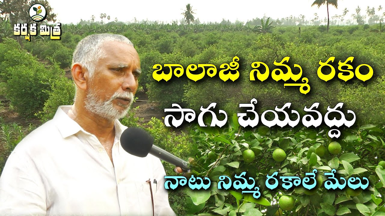 నిమ్మలో ఏ రకం ఎగుమతికి అనుకూలం || Best Varieties for Lemon Cultivation || Karshaka Mitra
