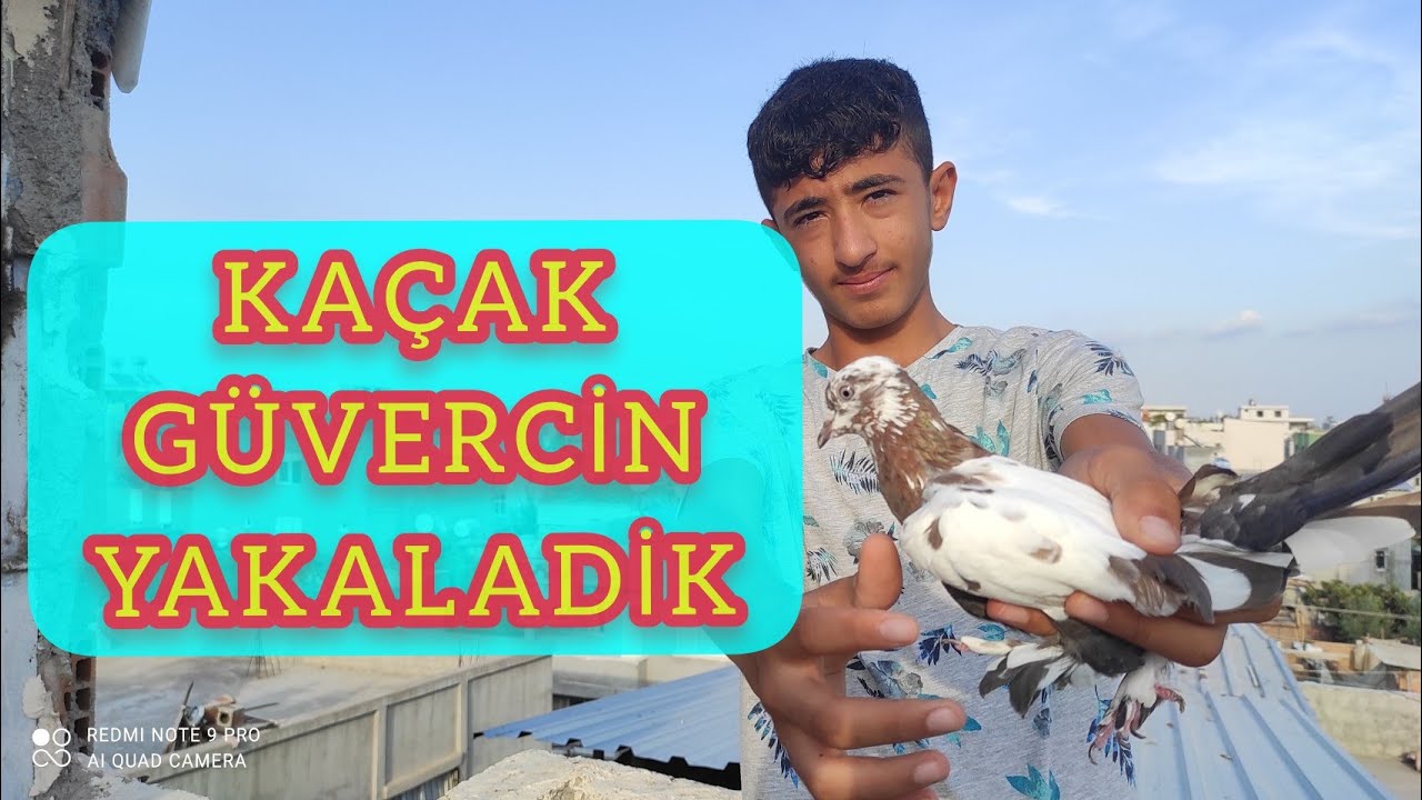 KAÇAK GÜVERCİN YAKALADIK ( KÜÇÜK CAMBAZ ) #SERİSINIRSIZ