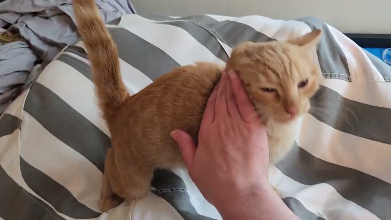 This kitten is so snuggly