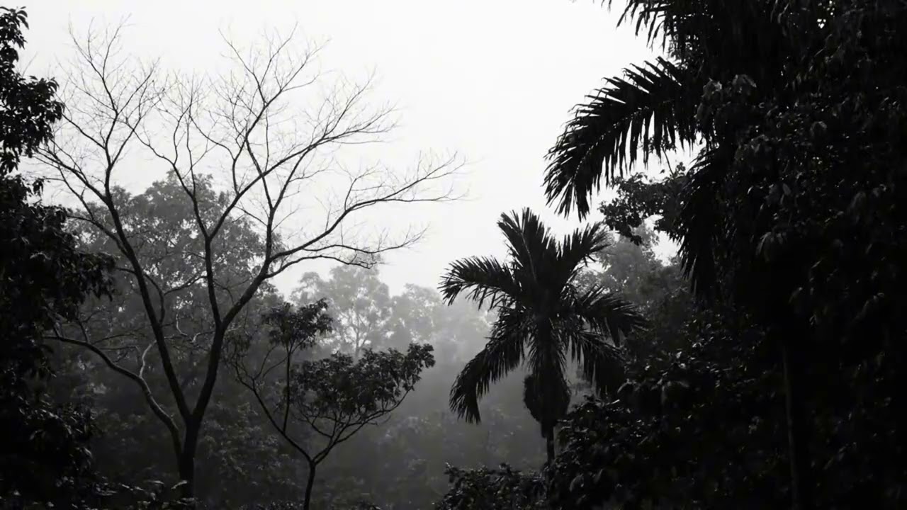 Heavy Rain and Thunderstorm in the Forest Ambience for Meditation Aid