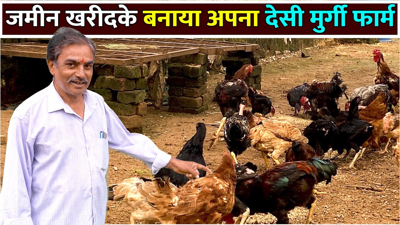 छोटे मुर्गी फार्म से बड़े मुर्गी फार्म का सफर Desi Poultry Farm।Desi Murgi Palan Free Range Poultry