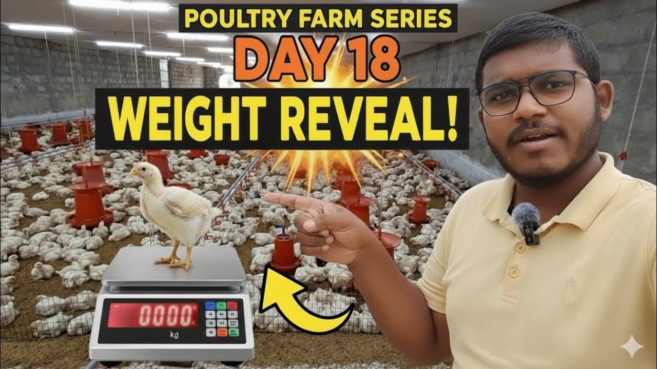 Day 18 Body Weight: Aaj hamare chuzo ka average vajan kitna hai??Medicine/Vaccination