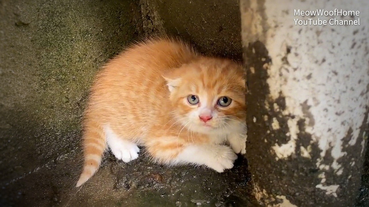 Кошка-Мама Дала Котёнка Мне, Приводила Кота-Папу Часто Поживиться Едой