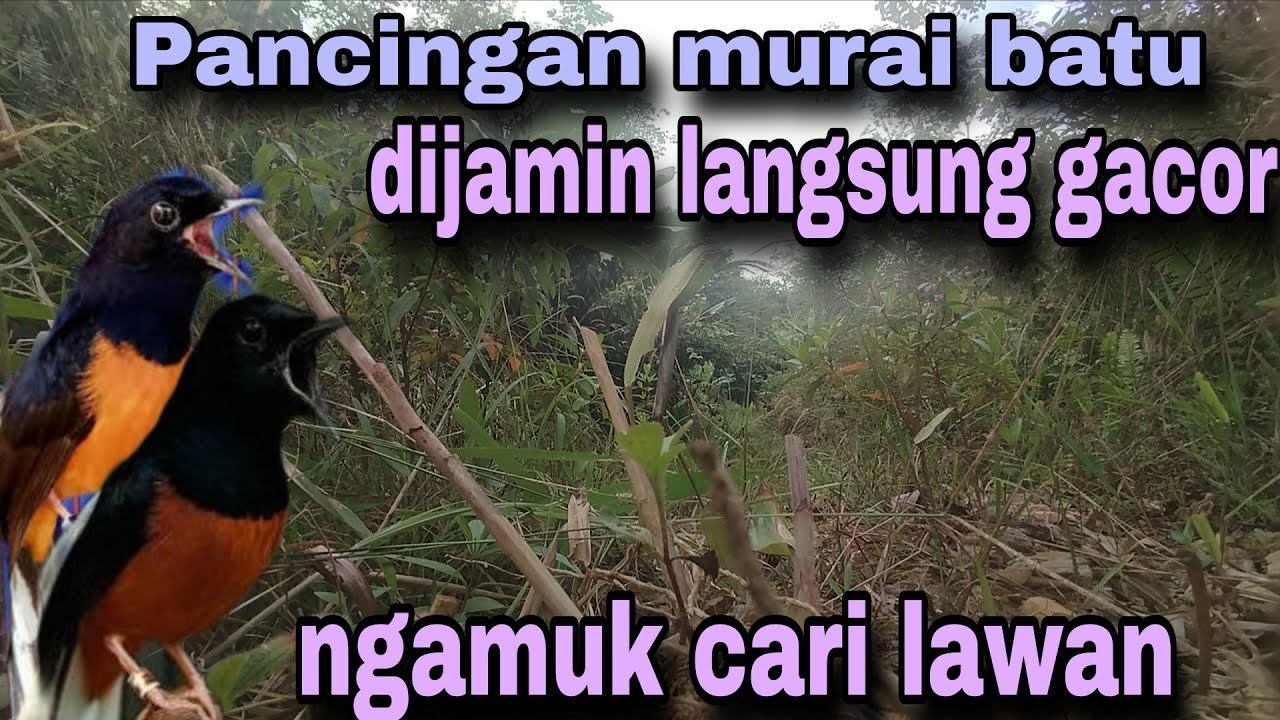 PANCINGAN PAGI-PAGI AGAR MURAI GACOR❗ MURAI DIAM PASTI NYAUT EMOSI❗