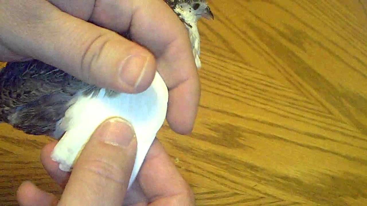 How To Clip Button Quail Wing Feathers.