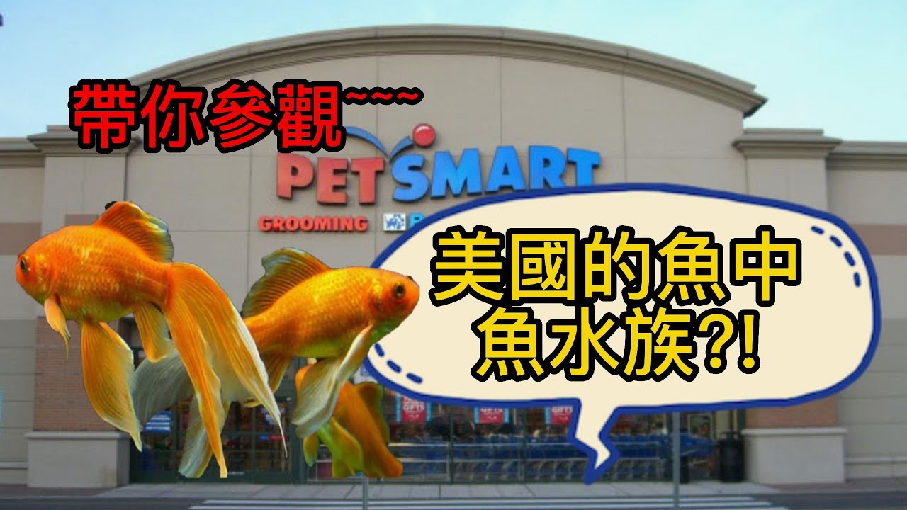 美國的魚中魚水族?! 帶你參觀美國連鎖大型寵物店! | 水族系列