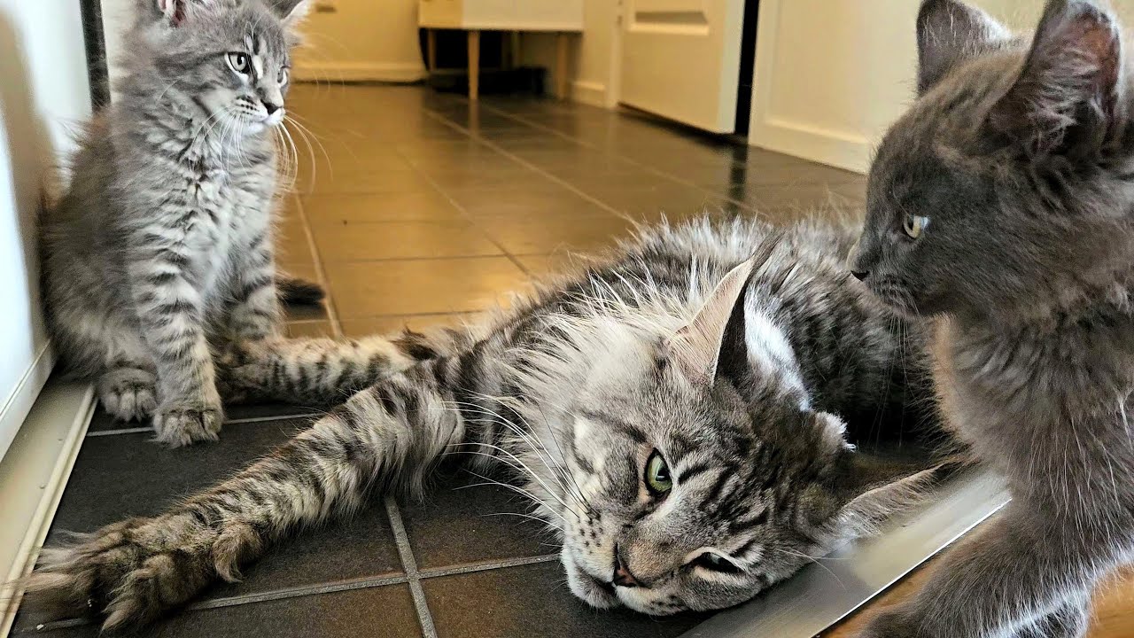 Kittens Disturb Their Grumpy Dad!