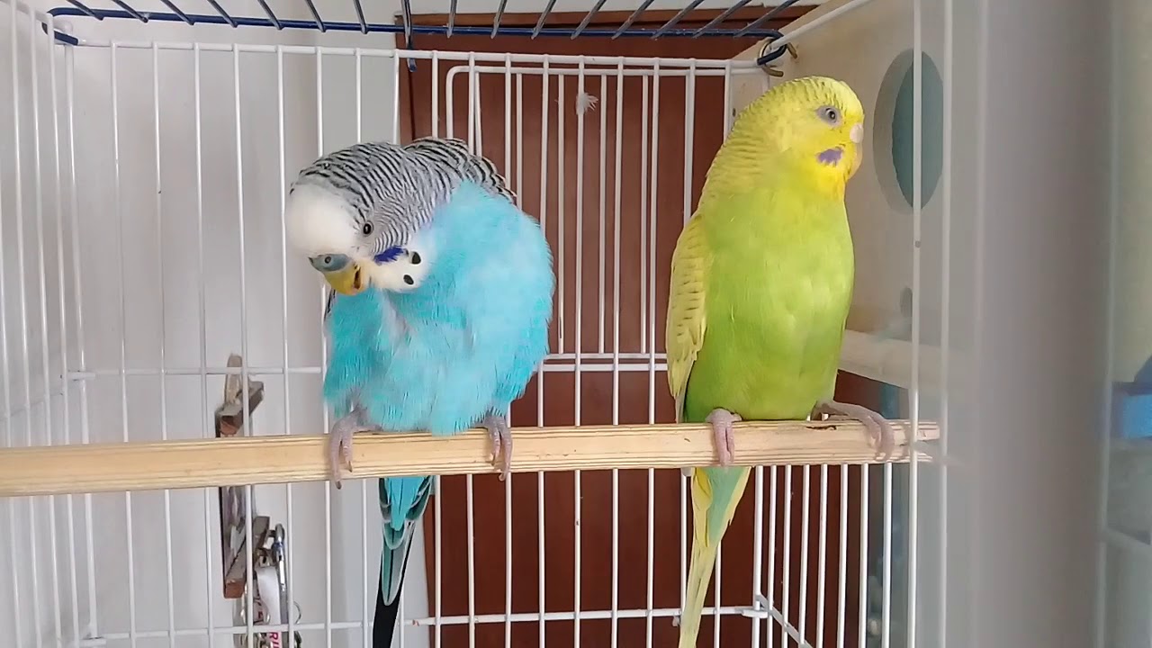 Meu casal de periquito australiano