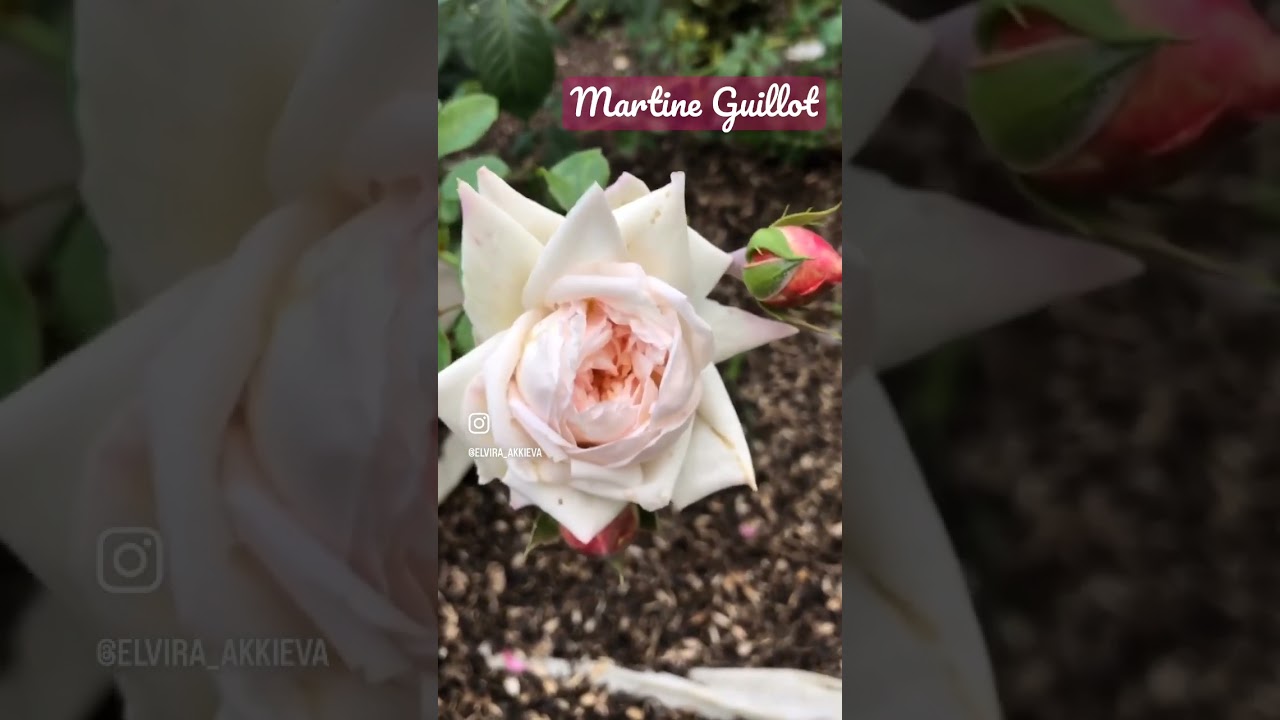 Роза Мартина Гийо \ Martine Guillot rose #roses #питомникроз #garden #flower