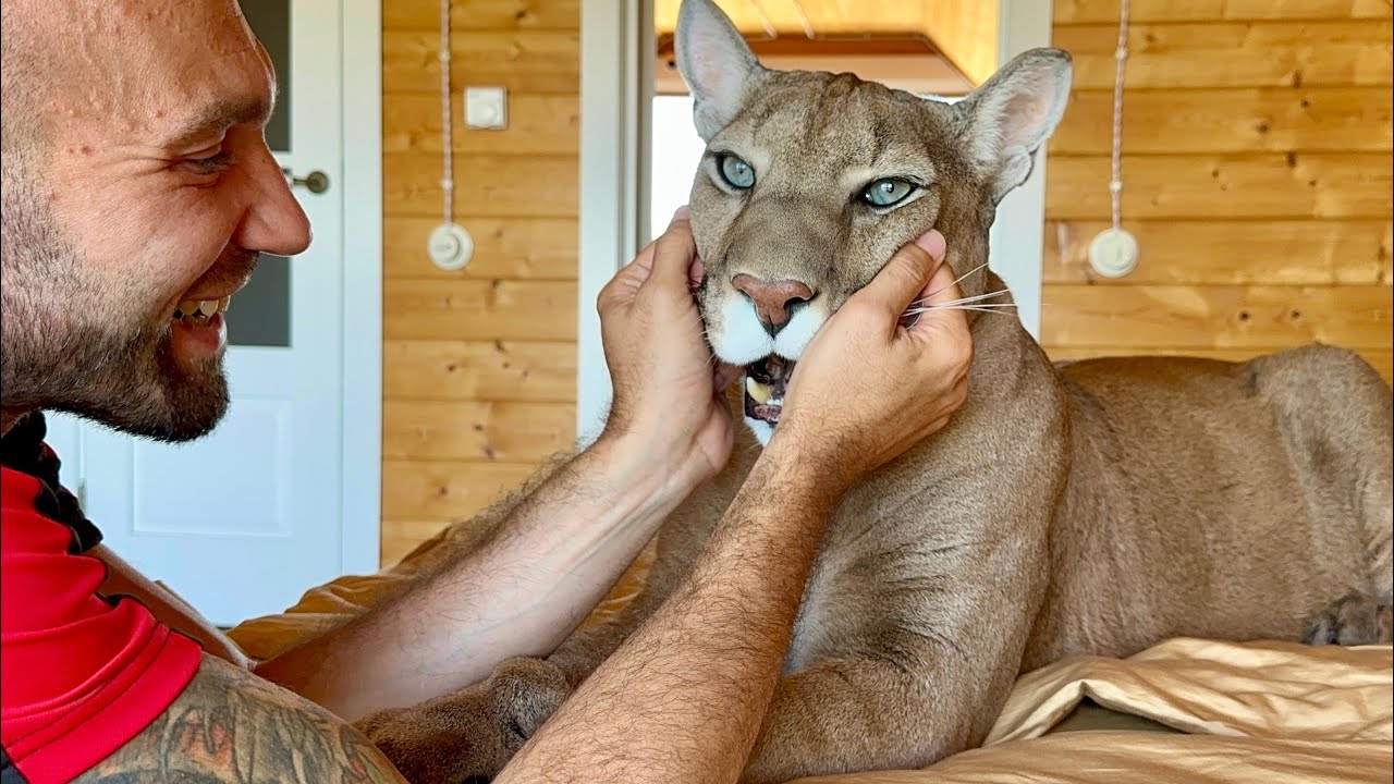 Месси стал делать это по утрам|Диалог с пумой Месси по душам| Dialogue between puma  Messi and Sasha