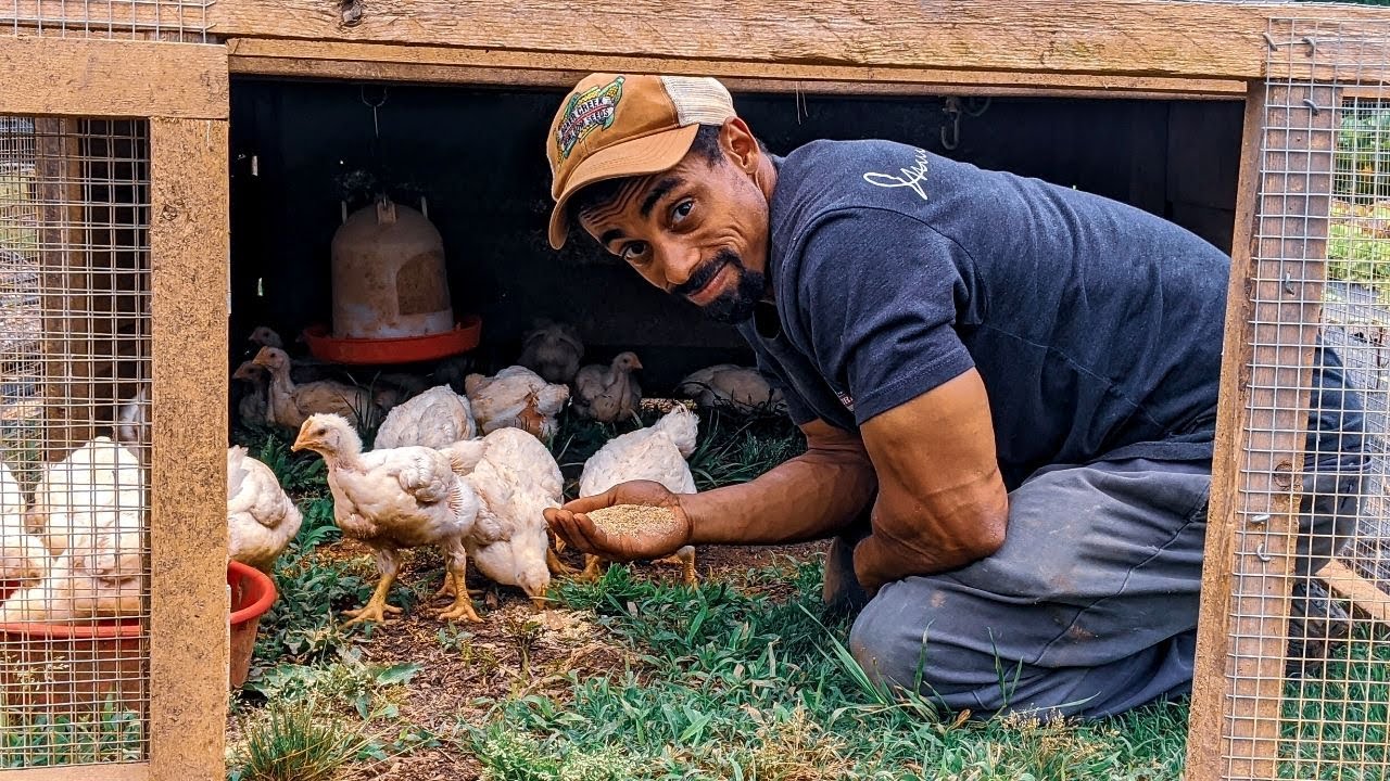 First time raising CHICKENS like these